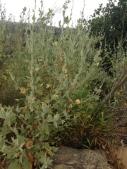 Malacothamnus fasciculatus nuttallii