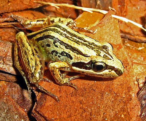 Striped Marsh Frog, photo 6 of 9