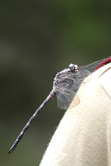 Tachopteryx thoreyi