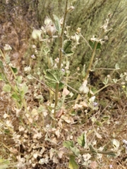 Malacothamnus foliosus