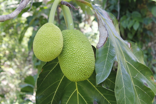 Artocarpus altilis observed 2024-04-09