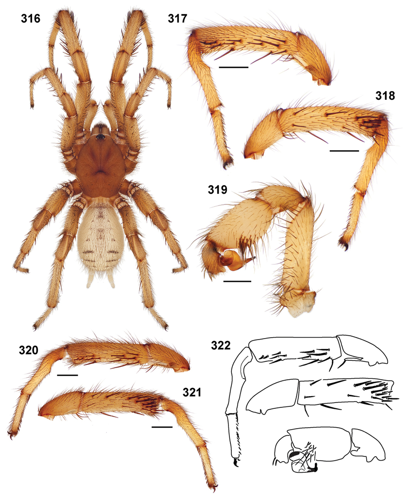 Fisher’s Red Rock Trapdoor Spider
