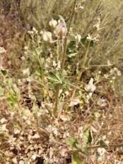 Malacothamnus foliosus