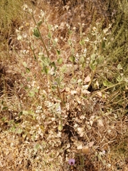 Malacothamnus foliosus