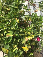 Mandevilla