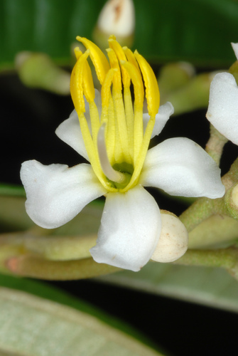 Miconia bicolor