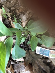 Penstemon cardinalis
