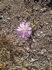 Stephanomeria thurberi