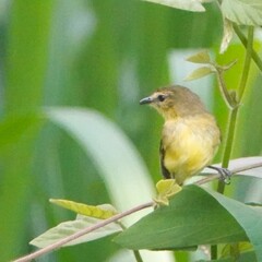 Yellow Tyrannulet photo 4