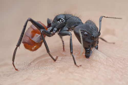 Camponotus sedulus