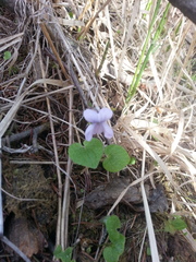 Viola epipsiloides