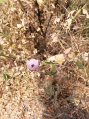 Malacothamnus foliosus