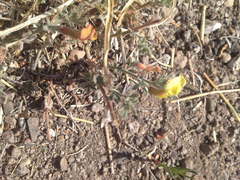 Acmispon neomexicanus