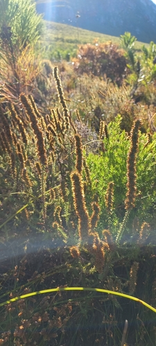 Image of Seriphium cinereum by (c) Adele SL, some rights reserved (CC BY)