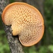 Hexagonal-pored Polypore - Photo (c) Julie Travaglini, some rights reserved (CC BY), uploaded by Julie Travaglini