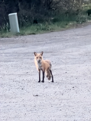 Red Fox photographed in New Mexico