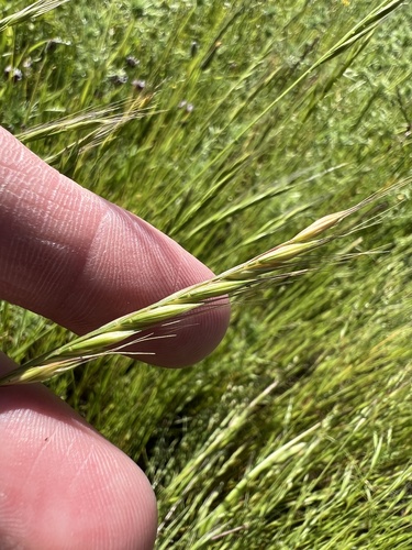iNaturalist observation photo of Fescues