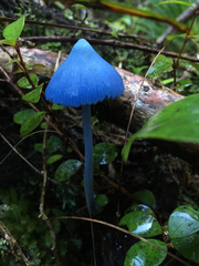 Entoloma hochstetteri