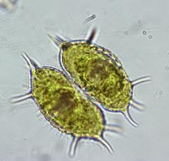 Xanthidium antilopaeum