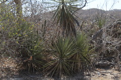 Yucca capensis