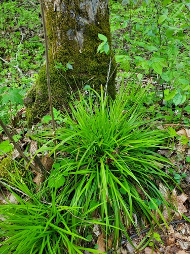 Image of Carex austrocaroliniana by (c) Will Kuhn, some rights reserved (CC BY)