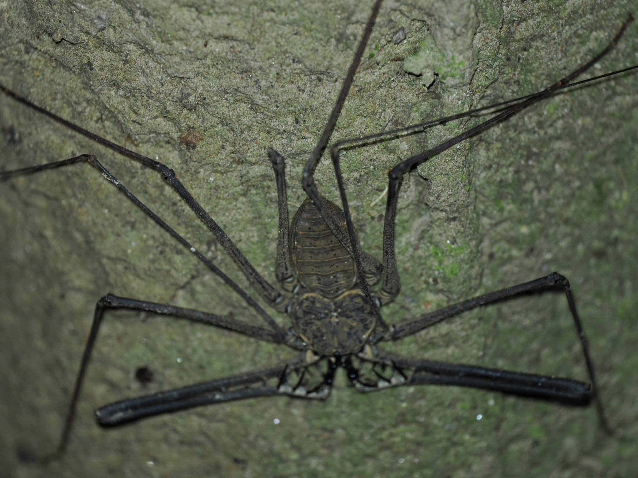 Heterophrynus batesii (Butler, 1873)