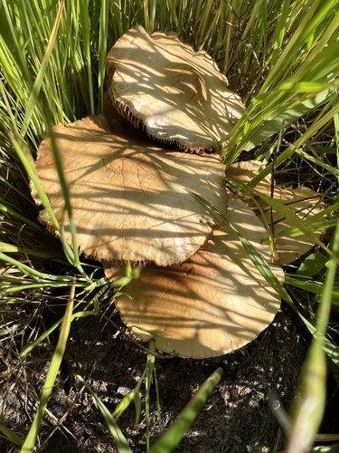 iNaturalist observation photo of Field Mushrooms and Allies