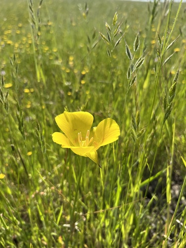 iNaturalist observation photo of Yellow Mariposa Lily