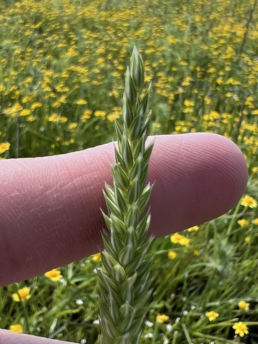 iNaturalist observation photo of Canarygrasses