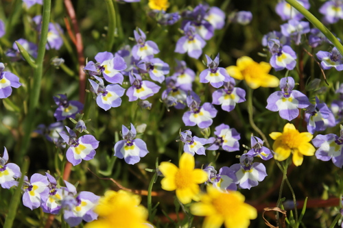 iNaturalist observation photo of Doublehorn Calicoflower