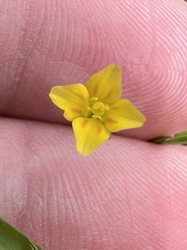 iNaturalist observation photo of timwort