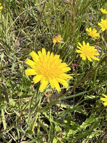 iNaturalist observation photo of Oxtongues, Hawkbits and Allies