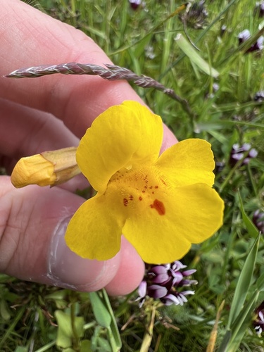 iNaturalist observation photo of seep monkeyflower