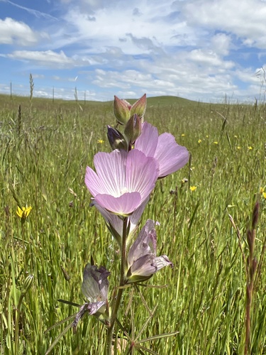 iNaturalist observation photo of Annual Checkerbloom