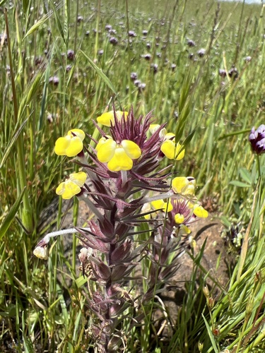 iNaturalist observation photo of butter-and-eggs