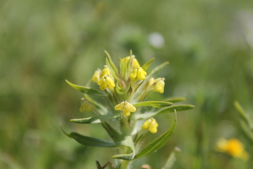 Image of Castilleja campestris by (c) Ryan Donnelly, some rights reserved (CC BY)