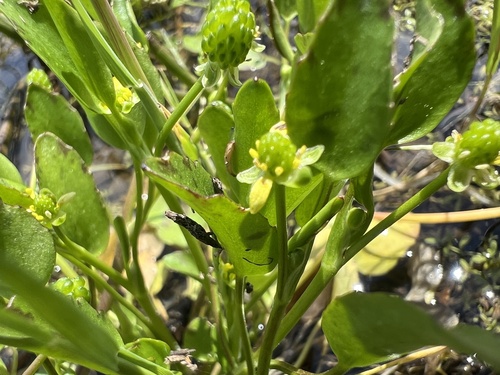 iNaturalist observation photo of Carter's Buttercup