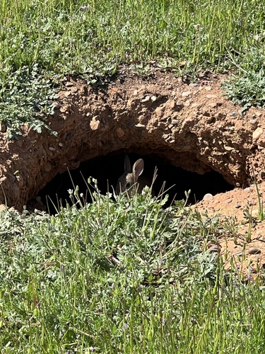 iNaturalist observation photo of Desert Cottontail