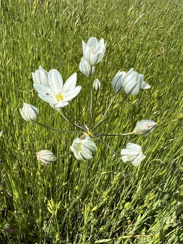 iNaturalist observation photo of white brodiaea