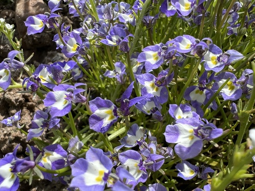 iNaturalist observation photo of Doublehorn Calicoflower