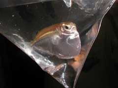 Hatchetfish photo 3