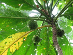 Morinda pacifica