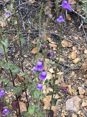 Sairocarpus nuttallianus