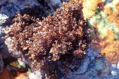 Gelidium pristoides