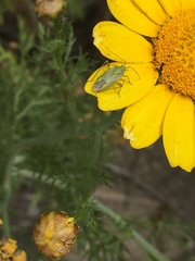 Closterotomus