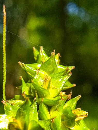 Carex leavenworthii iNat (2)