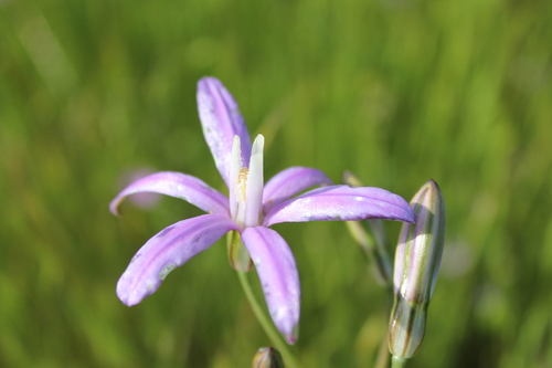 iNaturalist observation photo of Appendage Brodiaea