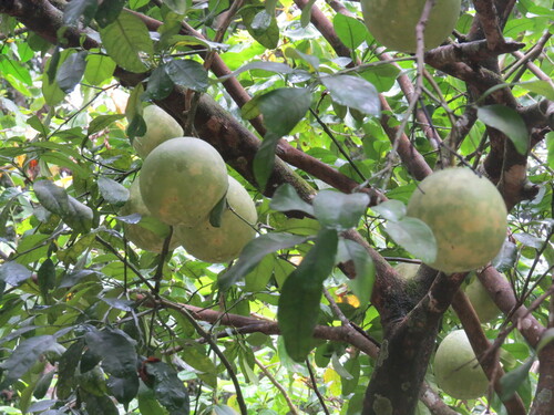 Citrus maxima