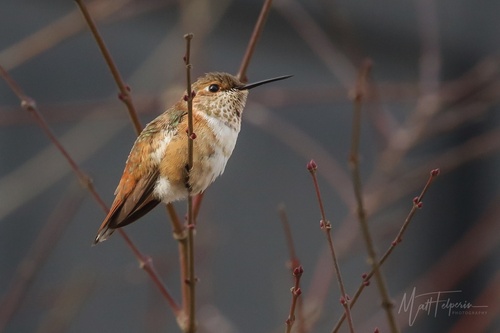 Rufous Hummingbird photographed in Maryland