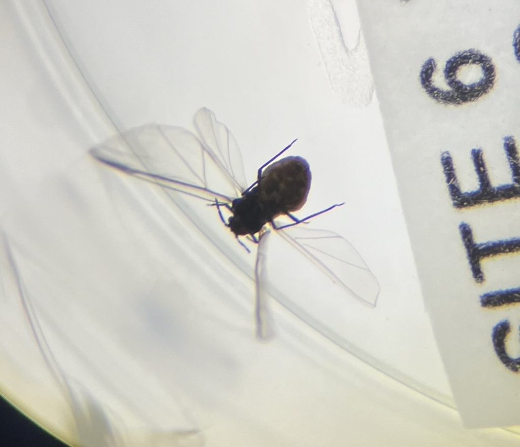 Giant Willow Aphid from Lake Waikare, Whangamarino Ward, Waikato, NZ on ...